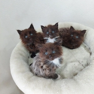 Maine Coon Kitten reinrassig