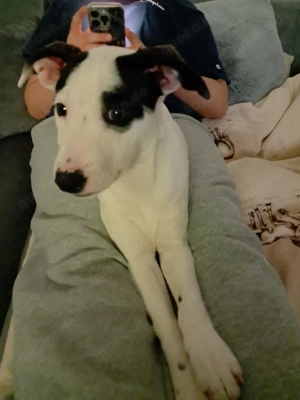 Jackrussel Mini Bulli Mix 