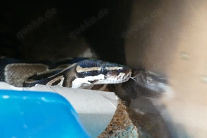 weibliche adulte Königspython