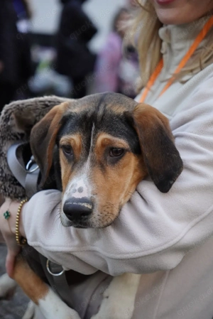 Unser hübscher Springinsfeld Aniko sucht unternehmungslustige Menschen