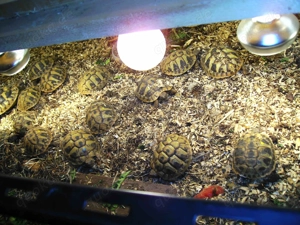 Griechische Landschildkröten Nachzucht 2025 abzugeben