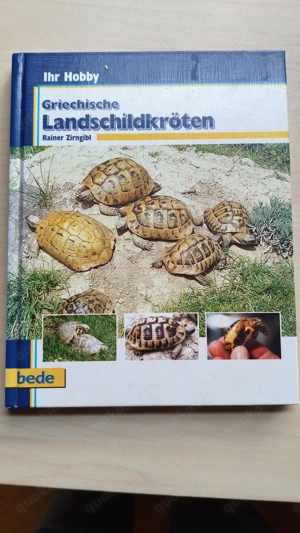 Griechische Landschildkröten von Rainer Zirngibel