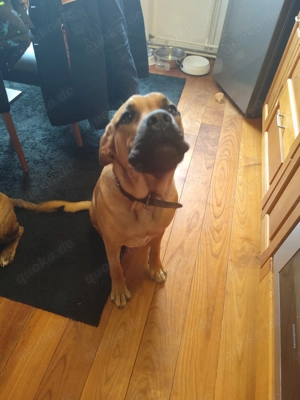 Cane Corso Mischling 