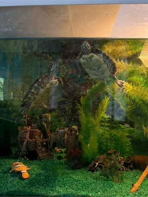 2 wasserschildkröten mit Aquarium Bild 5