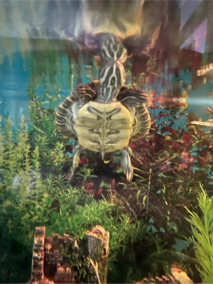2 wasserschildkröten mit Aquarium Bild 3