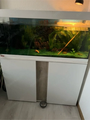 2 wasserschildkröten mit Aquarium Bild 2