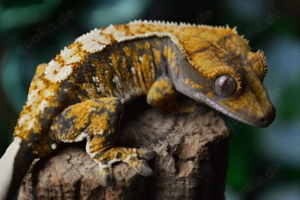 Poss.1.0 Kronengecko Tricolor Extrem Harlequin  