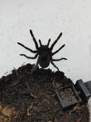 vogelspinnen Grammostola Pulchra 2 Tiere