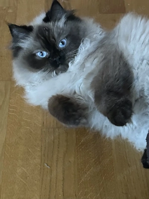 Britisch Langhaar Katze sucht neues Zuhause 