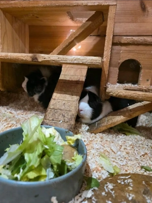 2 Meerschweinchen mit großem Holzstall (Habau)