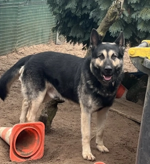Osteuropäische Schäferhund sucht neues zuhause 