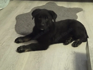 Rottweiler Schäferhund-Mischling 