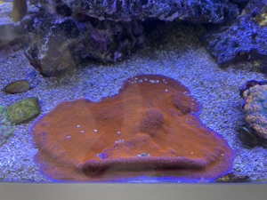 rote Montipora