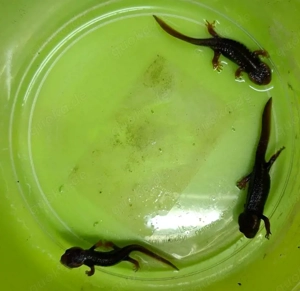 Burma- oder Geknöpfter Krokodilmolch (Tylototriton verrucosus) Bild 3