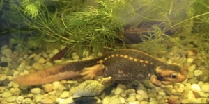 Burma oder Geknöpfter Krokodilmolch (Tylototriton verrucosus)