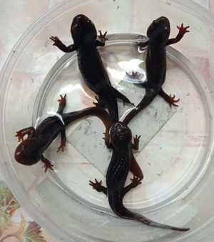 Burma- oder Geknöpfter Krokodilmolch (Tylototriton verrucosus) Bild 2