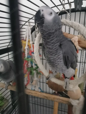 Kongo-Graupapagei  Hähne 