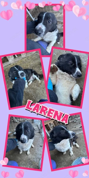 super liebe, menschenbezogene, verschmuste Traumhündin "Larena" hast DU ein Körbchen frei für mich?