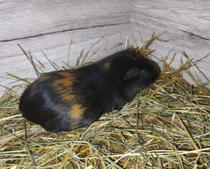 Meerschweinchen Dame