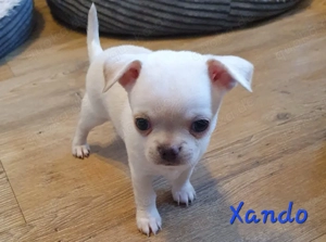 Chihuahua Welpen aus anerkannter Zucht