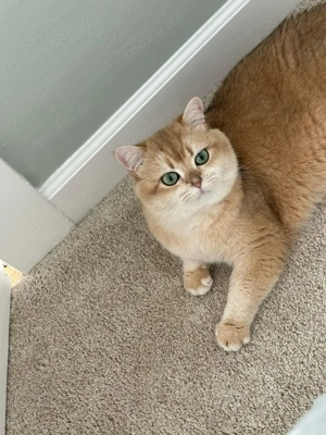 BKH Golden Shell Deckkater   mit grünen Augen