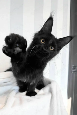 Maine Coon Kater Schwarz Goldene Augen Seltene Blutlinie 3 Monate