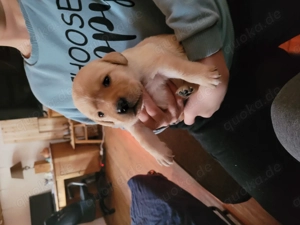 Labrador Welpen in gelb Bild 5