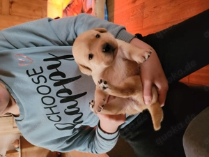 Labrador Welpen in gelb Bild 3