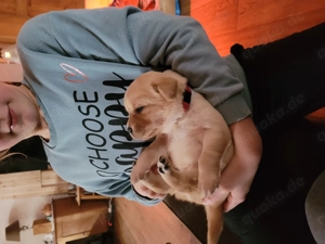 Labrador Welpen in gelb Bild 4