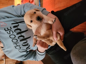 Labrador Welpen in gelb Bild 2