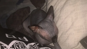 sphynx kater sucht neues zuhause 