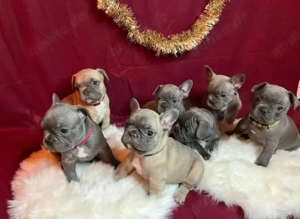 Französische Bulldogge welpen