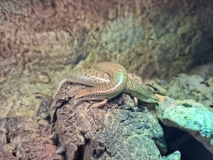 Gefleckter Walzenskink (Chalcides ocellatus)
