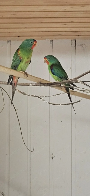 schwalbensittiche abzugeben 