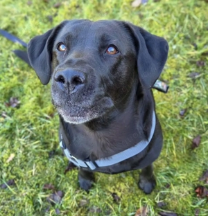 Lucy - kuschelt gerne 