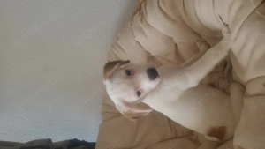 Kleines Powerpaket sucht liebevollen Einzeplatz im Grünen - Beagle-Chihuahua-Jackrussel Bild 3