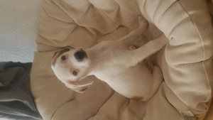 Kleines Powerpaket sucht liebevollen Einzeplatz im Grünen - Beagle-Chihuahua-Jackrussel Bild 4