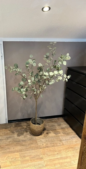 Eukalyptus Bäumchen