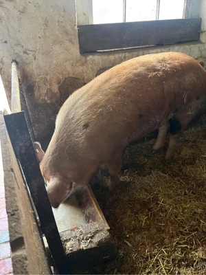 Duroc-Schwein abzugeben