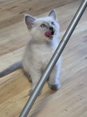 Heilige Birma Kitten