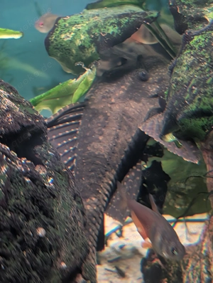 Aquarium zu verkaufen  Bild 2