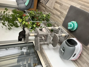 Süße Hauskatze (Europäisch Kurzhaar), weiblich, 4 Monate