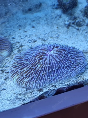 Pilzkoralle (Fungia spec.) Bild 5