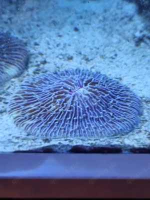 Pilzkoralle (Fungia spec.) Bild 4