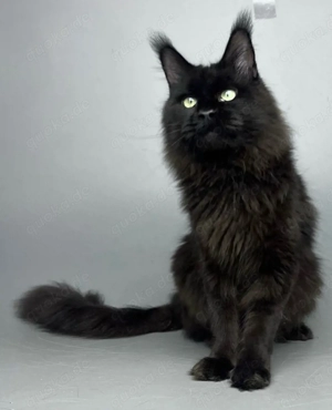 Wir haben wunderschöne Maine-Coon-Kätzchen, die ein liebevolles Zuhause suchen.