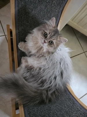 Schmußebär in d seltenen Farbe 