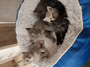 wunderschöne Britisch Kurzhaar Kitten