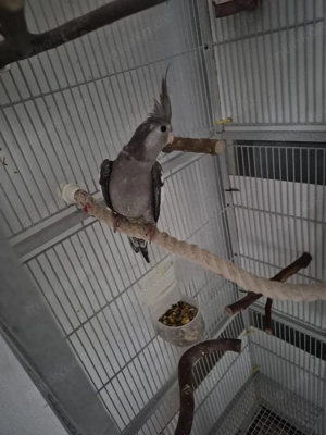 Nymphensittiche jung 3 Monate alt und entwöhnt 