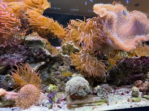 meerwasser 60-120L (Wasser)