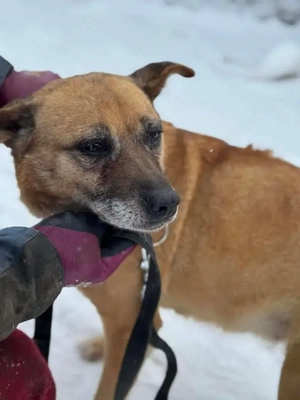 Entspannte Renate sucht noch ihr Körbchen